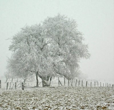 frosted tree.jpg