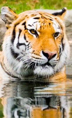bxzoo06-211.jpg