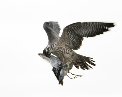 Juvenile Peregrine Falcon and Long Billed Dowitcher.jpg