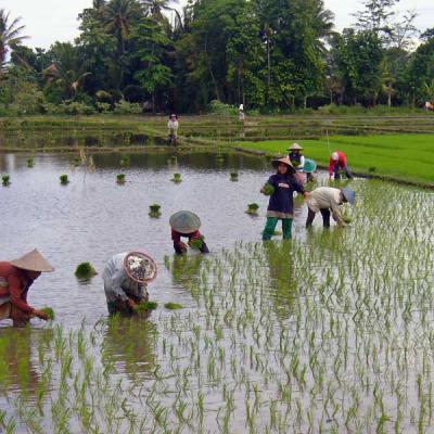 Rice farmer, Lombok, Indonesia