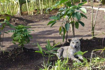 Stray dog at the Sembalun Lawang guesthouse, Lombok, Indonesia