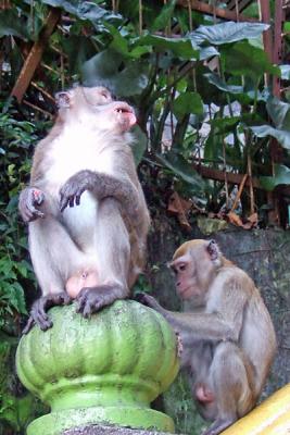 You scratch my tail.... (Long Tail Macques Monkey)