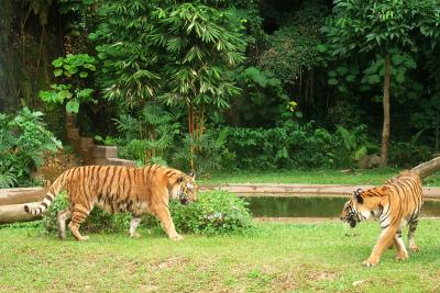 Tiger feeding time, Lost world of Tambun, Ipoh