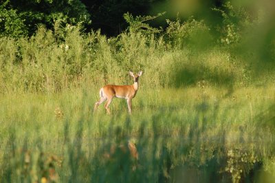 Deer photo by Geoff Brown