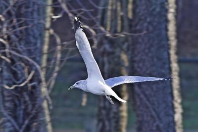 IMG_9729-01c.jpg