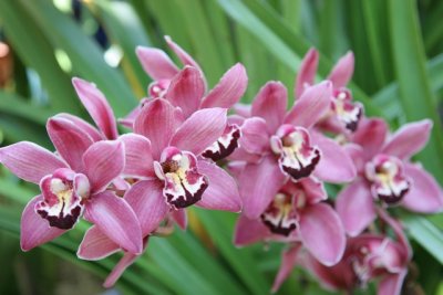 botanical_gardens_orchids