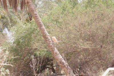 masada_ein_gedi__west_bank