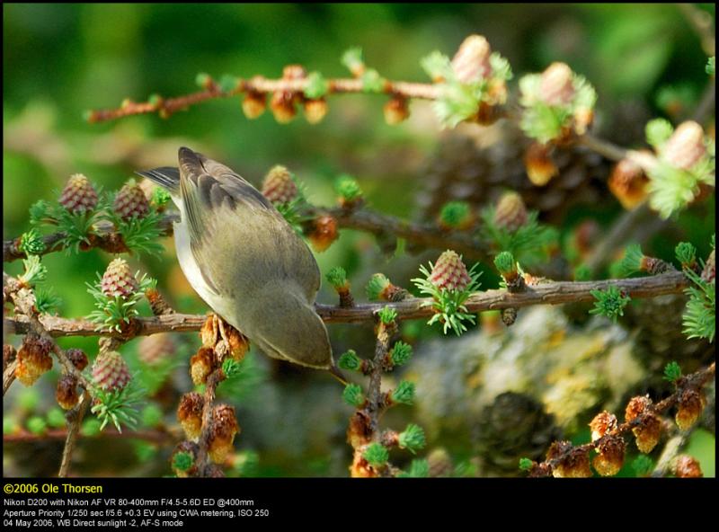 Willow warbler (Lvsanger / Phylloscopus trochilus)