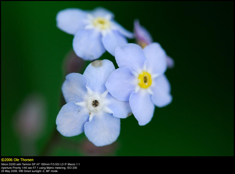 Forget-me-not (Forglemmigej / Myosotis)