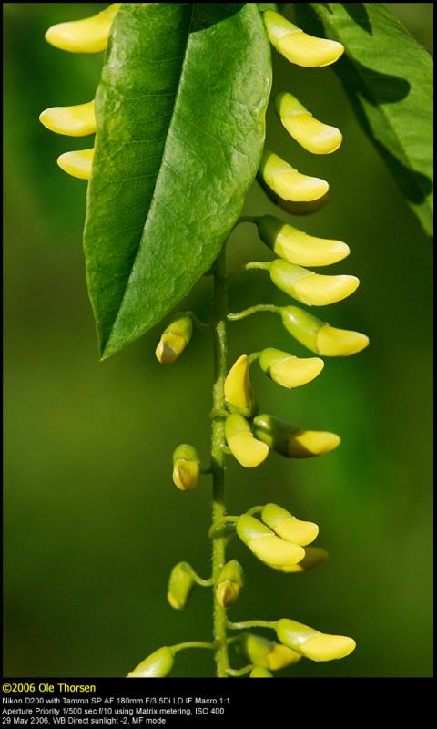 Laburnum (Guldregn / Laburnum anagyroides)