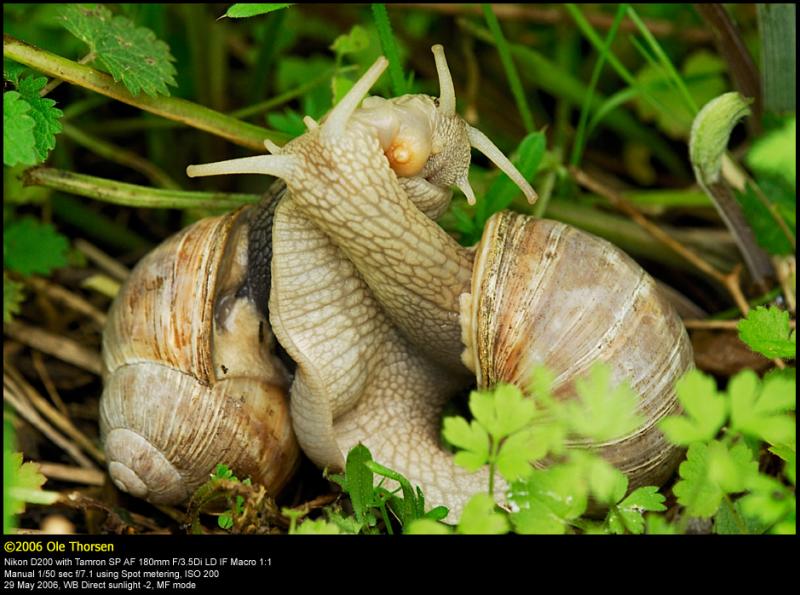 Roman Snail (Vinbjergsnegl / Helix pomatia)