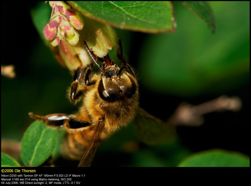 Honeybee (Honningbi / Apis mellifera)