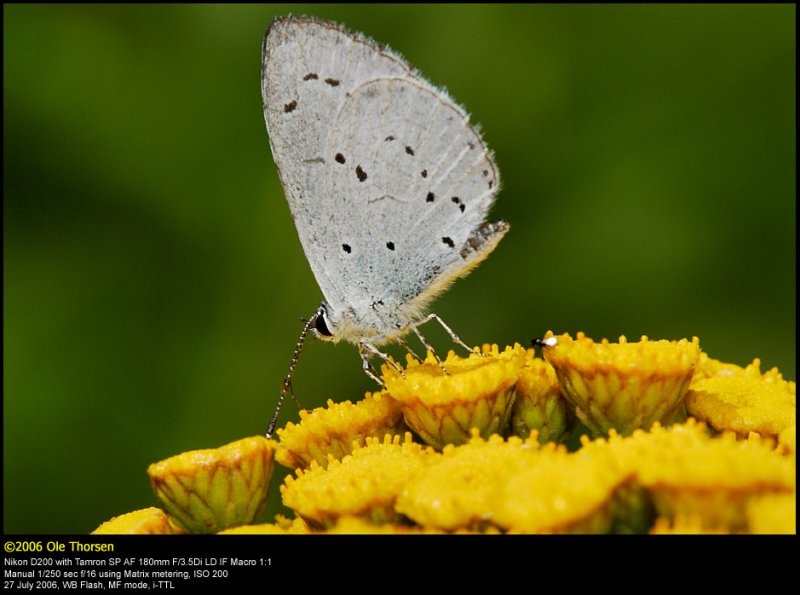 Holly Blue (Skovblfugl / Celastrina argiolus)