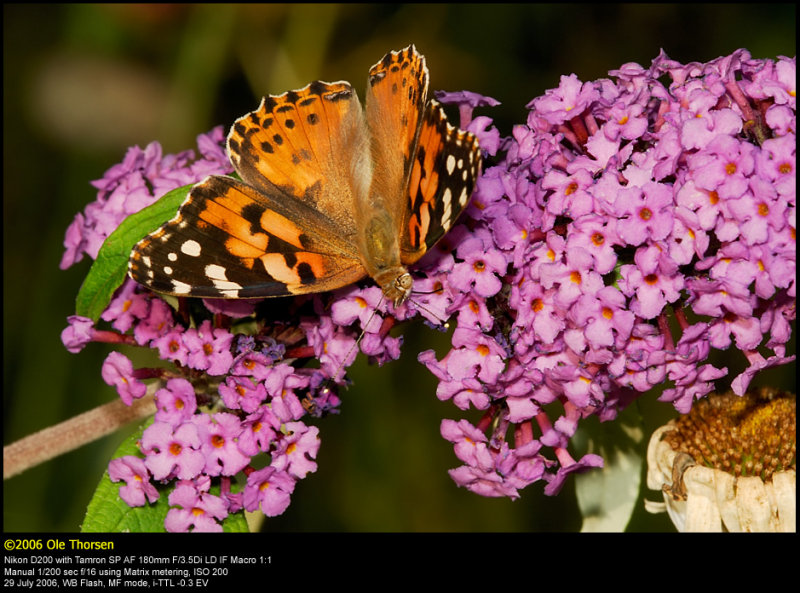 Painted Lady (Tidselsommerfugl / Vanessa cardui)