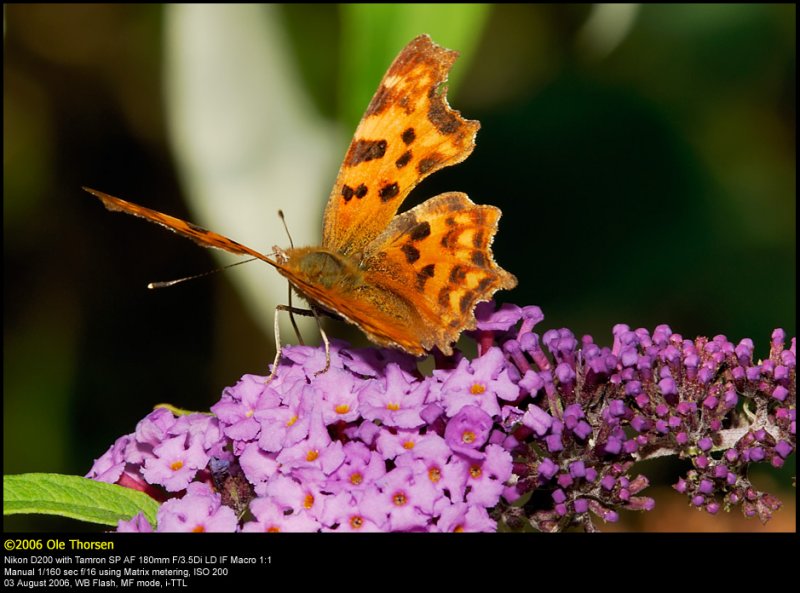 Comma butterfly (Det hvide C / Polygonia c-album)