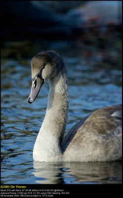 Mute swan (Knopsvane / Cygnus olor)