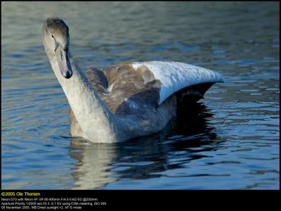 Mute swan (Knopsvane / Cygnus olor)