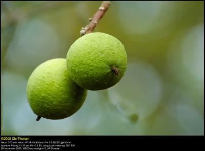 Persian walnut (Alm. Valnød / Juglans regia)
