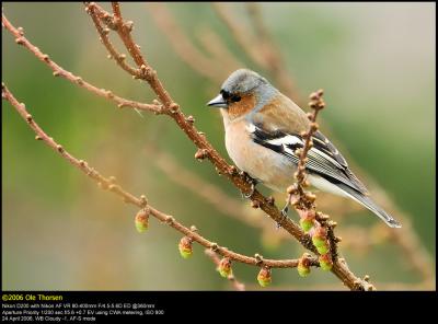 Chaffinch (Bogfinke / Fringilla coelebs)