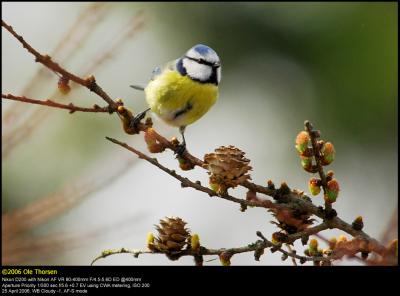Blue tit (Blåmejse / Cyanistes caeruleus)