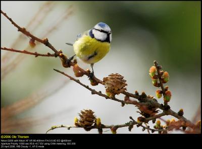 Blue tit (Blmejse / Cyanistes caeruleus)