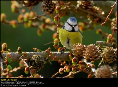 Blue tit (Blmejse / Cyanistes caeruleus)