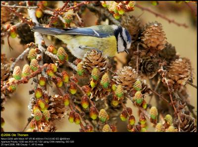 Blue tit (Blåmejse / Cyanistes caeruleus)