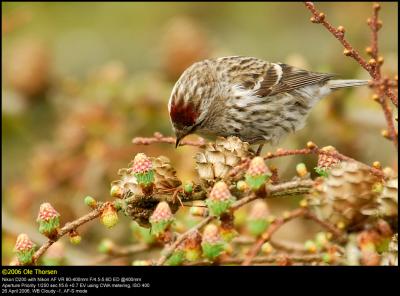 Lesser Redpoll (Lille Grsisken / Carduelis cabaret)