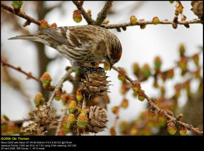 Lesser Redpoll (Lille Grsisken / Carduelis cabaret)