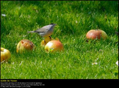 Blackcap (Munk / Sylvia atricapilla)