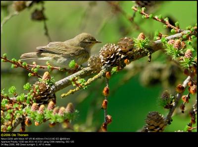 Willow warbler (Lvsanger / Phylloscopus trochilus)