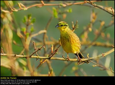 Yellowhammer (Gulspurv / Emberiza citrinella)