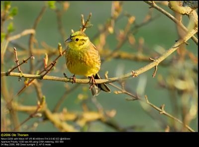 Yellowhammer (Gulspurv / Emberiza citrinella)