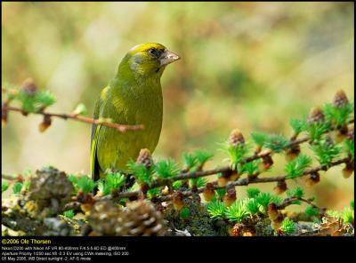 Greenfinch (Grønirisk / Carduelis chloris)