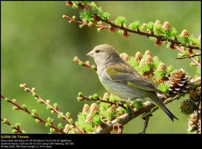 Greenfinch (Grønirisk / Carduelis chloris)