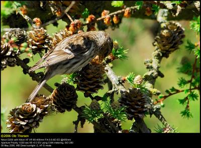 Lesser Redpoll (Lille Grsisken / Carduelis cabaret)