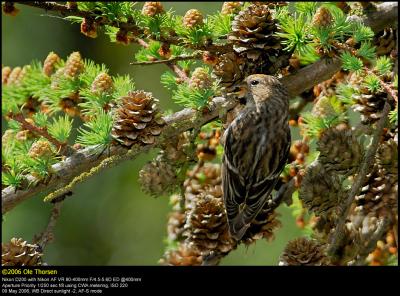 Lesser Redpoll (Lille Grsisken / Carduelis cabaret)