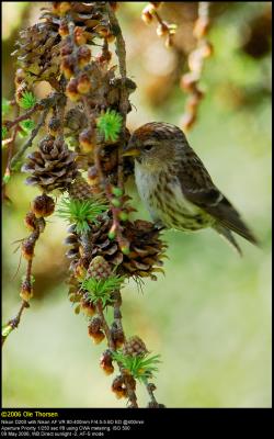 Lesser Redpoll (Lille Grsisken / Carduelis cabaret)