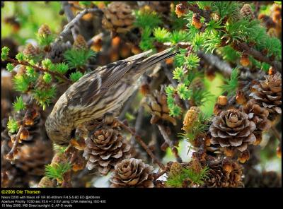 Lesser Redpoll (Lille Grsisken / Carduelis cabaret)