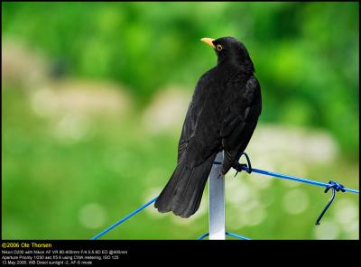 Black Bird (Solsort / Turdus merula)