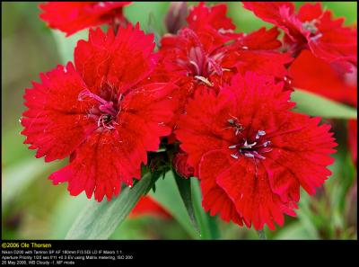 China Pinks (Kinesernellike / Dianthus chinensis)