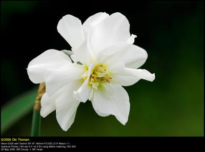 Double Daffodil (Dobbelt pinselilje / Narcissus poeticus flore pleno)