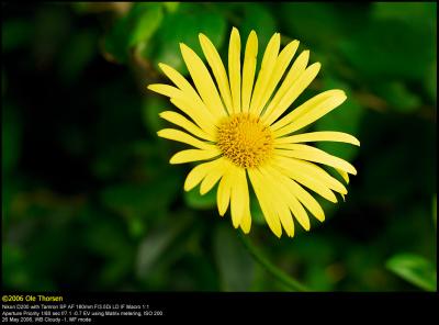 Plantain Leopard's-bane (Vejbred-Gemserod / Doronicum plantagineum)