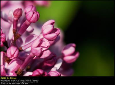 Common Lilac (Syren / Syringa vulgaris)