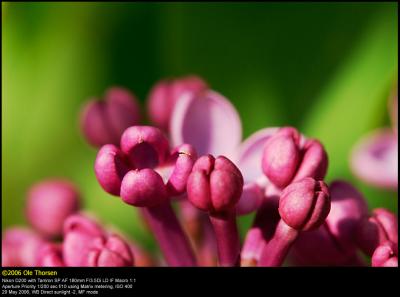 Common Lilac (Syren / Syringa vulgaris)