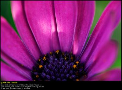 Osteospermum (Spansk Marguerit / Osteospermum)