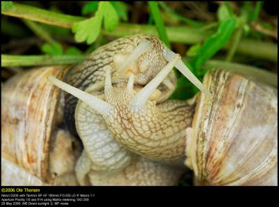 Roman Snail (Vinbjergsnegl / Helix pomatia)