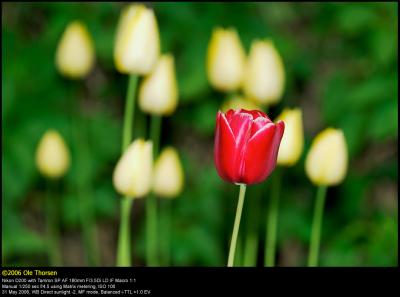 Tulip (Tulipan / Tulipa)