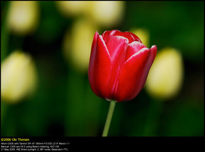 Tulip (Tulipan / Tulipa)