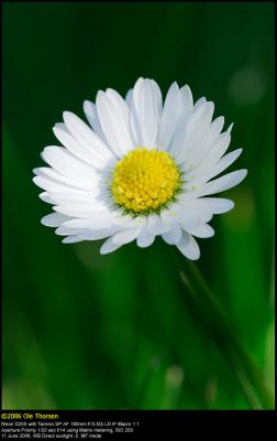 Common Daisy (Tusindfryd / Bellis perennis)